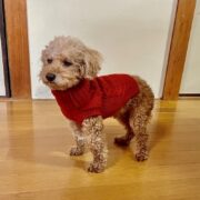 blog-dogsweater2